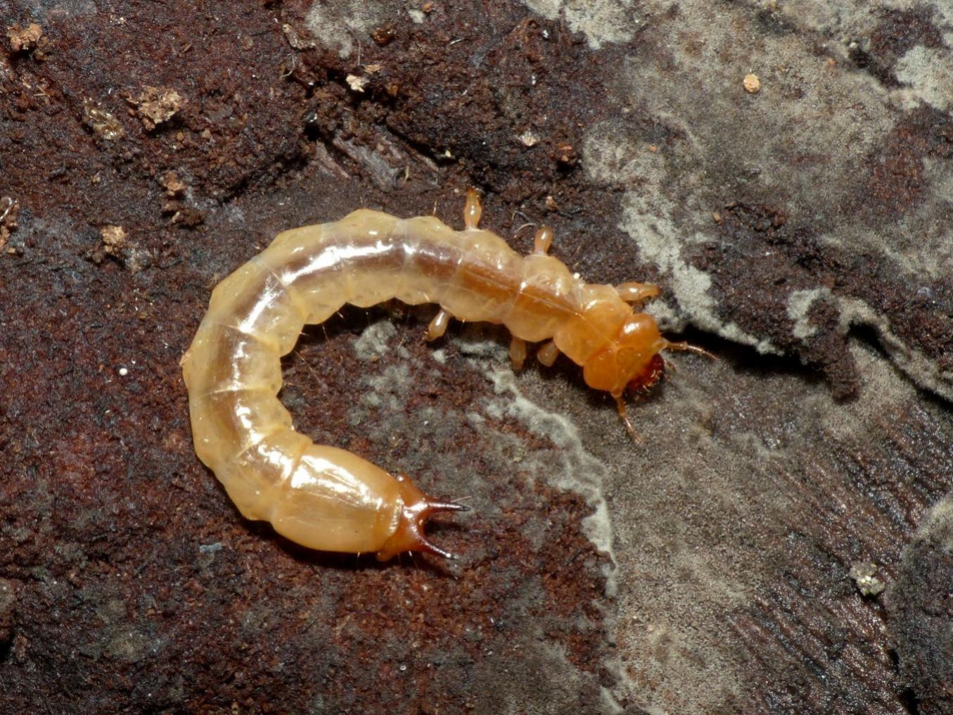 Pyrochroa coccinea; adulti e larva?